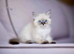 Demi - Siberian Cat For Sale - Norwalk&comma; CT&comma; US