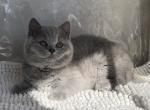 Tessa - British Shorthair Cat For Sale - Hollywood&comma; FL&comma; US