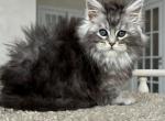 Lavanda - Maine Coon Cat For Sale - Miami&comma; FL&comma; US