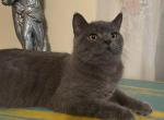 Gray - British Shorthair Cat For Sale - Copperas Cove&comma; TX&comma; US