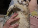 Golden Half off now - Scottish Fold Cat For Sale - Elmhurst&comma; NY&comma; US