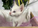 Flame Point Siamese - Siamese Cat For Sale - Rockford&comma; IL&comma; US
