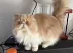 CFA and TICA Persians - Persian Cat For Sale - Iron Station&comma; NC&comma; US
