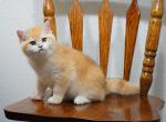 Shantaren Shakh Carl ny12 - British Shorthair Cat For Sale - CA&comma; US