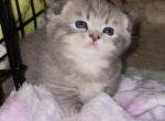 Bekki - Munchkin Cat For Sale - Molalla&comma; OR&comma; US