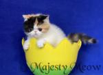 Aza - Exotic Cat For Sale - Yucca Valley&comma; CA&comma; US