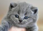 Marshal - British Shorthair Cat For Sale - WA&comma; US