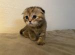 Majin Boo 1 - Scottish Fold Cat For Sale - Denver&comma; CO&comma; US