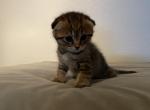Majin Boo 2 - Scottish Fold Cat For Sale - Denver&comma; CO&comma; US