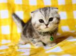 Snow - Scottish Fold Cat For Sale - Iva&comma; SC&comma; US