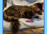 CASHMERE GENETTAS Long Hair Munchkin Bengal - Munchkin Cat For Sale - FL&comma; US