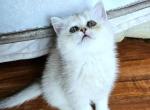 Pinky - British Shorthair Cat For Sale - New York&comma; NY&comma; US