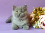 Rita - British Shorthair Cat For Sale - Hollywood&comma; FL&comma; US