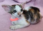 Kayla - Oriental Cat For Sale - Pembroke Pines&comma; FL&comma; US