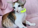 Kelly - Oriental Cat For Sale - Pembroke Pines&comma; FL&comma; US
