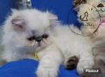 NC Persians baby - Himalayan Cat For Sale - Fayetteville&comma; NC&comma; US