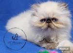 Chocolate point persian girl - Himalayan Cat For Sale - Fayetteville&comma; NC&comma; US