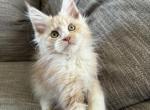 Scout AVAILABLE - Maine Coon Cat For Sale - Kansas City&comma; MO&comma; US