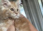 Stevie SOLD - Maine Coon Cat For Sale - Kansas City&comma; MO&comma; US