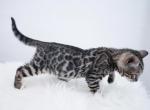 Brown spotted females - Bengal Cat For Sale - Arvada&comma; CO&comma; US