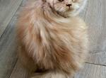 Cfa tica acfa reg Rare cinnamon shaded Sr L - Selkirk Rex Cat For Sale - Woodburn&comma; IN&comma; US