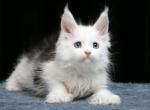 Judie Polydactyl - Maine Coon Cat For Sale - Miami&comma; FL&comma; US