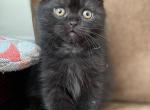 Simon - Scottish Fold Cat For Sale - Hollywood&comma; FL&comma; US