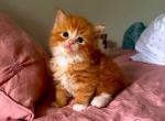 Celtic - Ragamuffin Cat For Sale - Los Angeles&comma; CA&comma; US