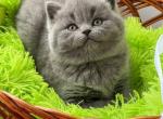 Diana - British Shorthair Cat For Sale - Hollywood&comma; FL&comma; US