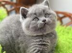 Dizel - British Shorthair Cat For Sale - Hollywood&comma; FL&comma; US