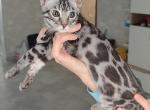 Prince - Bengal Cat For Sale - Norwalk&comma; CT&comma; US
