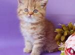 Tiger - British Shorthair Cat For Sale - Miami&comma; FL&comma; US