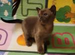 Iron - Burmese Cat For Sale - Miami&comma; FL&comma; US