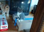 female Scottish Straight Polydactyl - Polydactyl Cat For Sale - Mokelumne Hill&comma; CA&comma; US