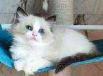 Dendy - Ragdoll Cat For Sale - Pembroke Pines&comma; FL&comma; US