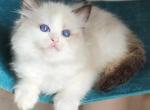 Elisey - Ragdoll Cat For Sale - Pembroke Pines&comma; FL&comma; US