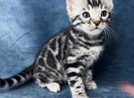 Halk - Bengal Cat For Sale - Norwalk&comma; CT&comma; US