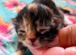 Kiera - Siberian Cat For Sale - Clintwood&comma; VA&comma; US