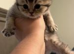Scottish fold female - Scottish Fold Cat For Sale - Shakopee&comma; MN&comma; US