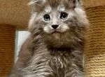 Max - Maine Coon Cat For Sale - Hollywood&comma; FL&comma; US