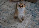 Teddy - Scottish Straight Cat For Sale - Levittown&comma; PA&comma; US