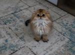 Torah - Scottish Straight Cat For Sale - Levittown&comma; PA&comma; US