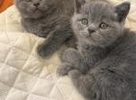 British boys - British Shorthair Cat For Sale - Huntington&comma; NY&comma; US