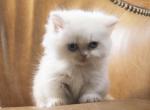 Princess - Minuet Cat For Sale - Capon Bridge&comma; WV&comma; US