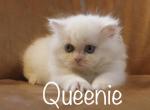 Queenie - Minuet Cat For Sale - Capon Bridge&comma; WV&comma; US