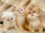 British shorthair kittens - British Shorthair Cat For Sale - Thornton&comma; CO&comma; US