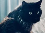 Alfons - Maine Coon Cat For Sale - Jacksonville&comma; FL&comma; US