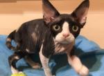 Iris - Devon Rex Cat For Sale - Hollywood&comma; FL&comma; US
