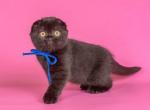 Jacqueline - Scottish Fold Cat For Sale - Hollywood&comma; FL&comma; US