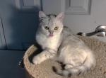 Sweetie Half off sale now - British Shorthair Kitten For Sale - Elmhurst&comma; NY&comma; US
